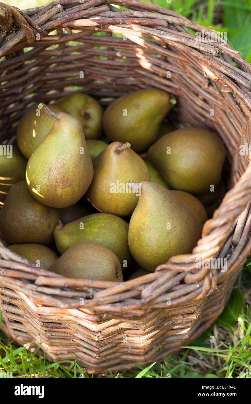 Beurre Hardy Pears in Basket Stock Photo