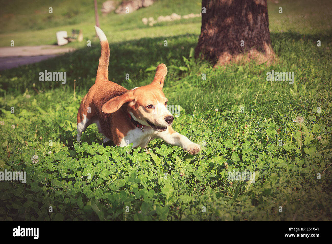Happy beagle puppy dog in playing pose in park running through green grass Stock Photo