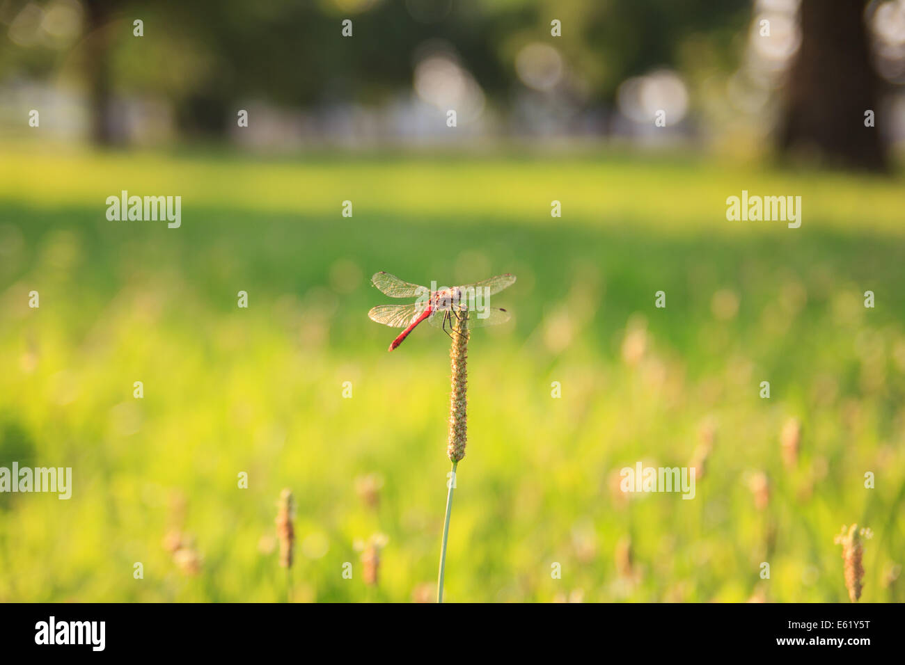Red dragonfly on a plant closeup against green landscape background ...