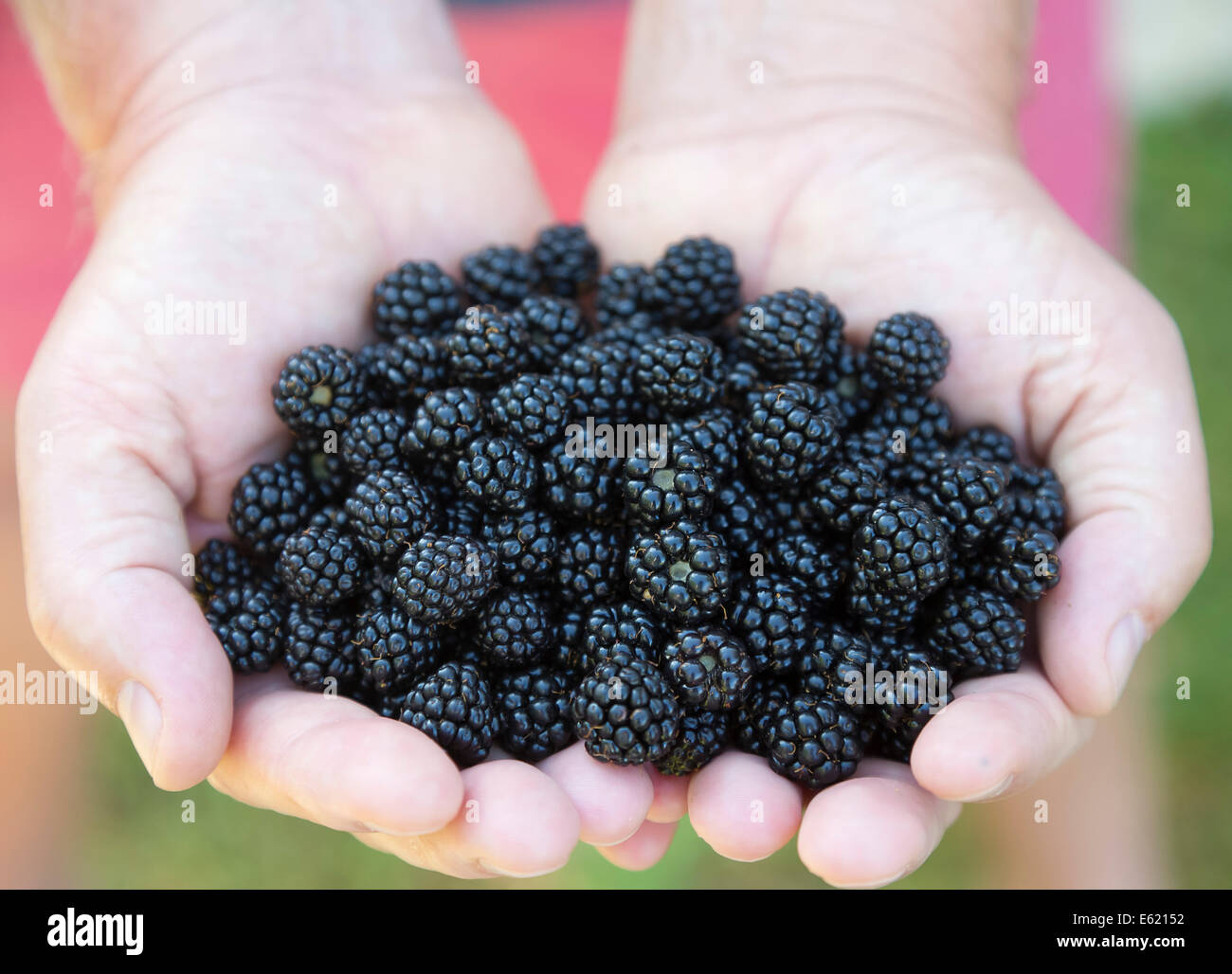 freshly picked wild blackberries held in the hand, with red shorts background Stock Photo
