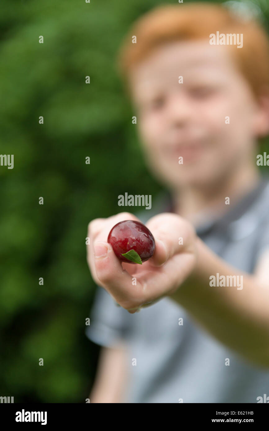 a-ten-year-old-by-picking-plums-from-a-tree-stock-photo-alamy