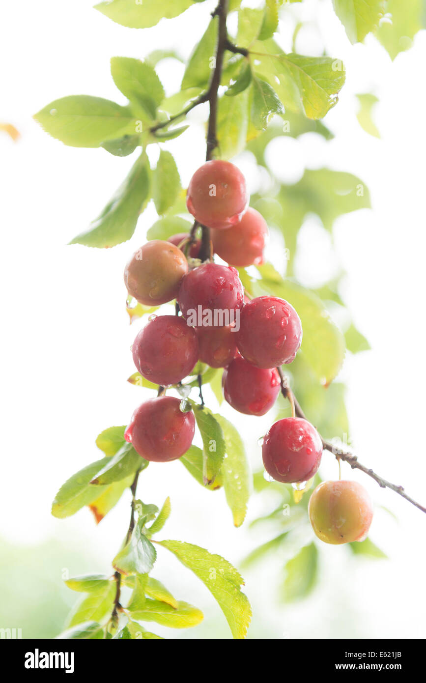 Fresh plums on a tree. Stock Photo