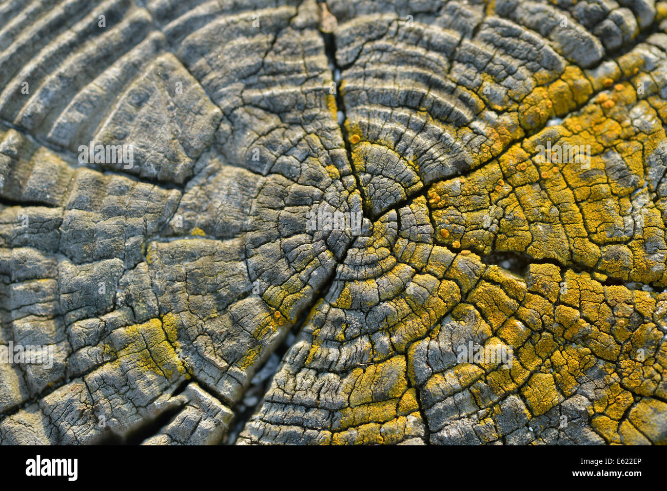 Wooden fence close up Stock Photo