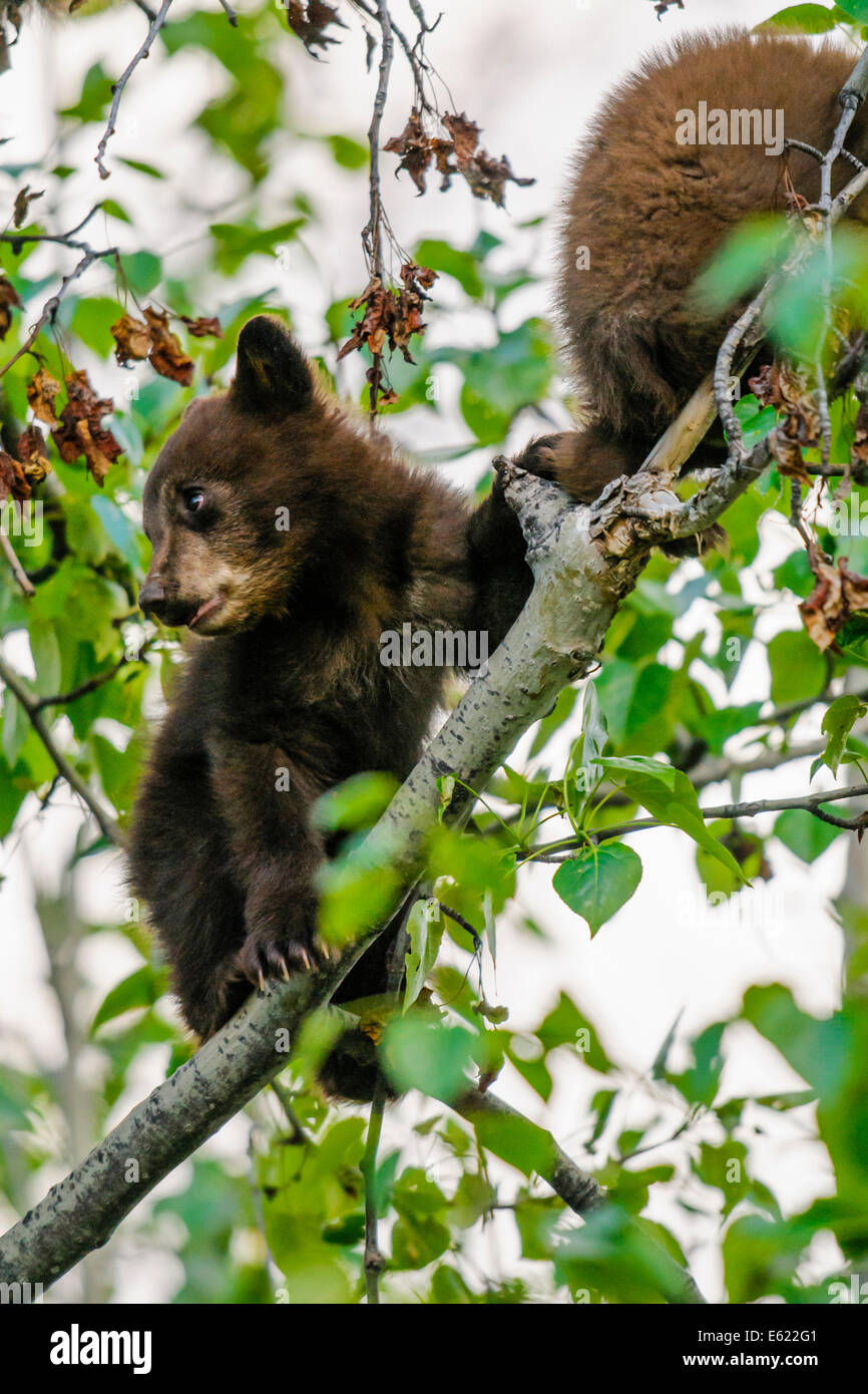 Baby black bear hi-res stock photography and images - Alamy