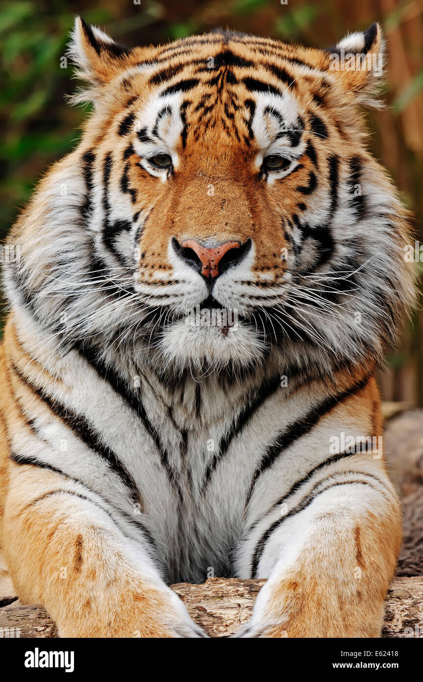 Siberian Tiger or  Amur Tiger (Panthera tigris altaica) Stock Photo
