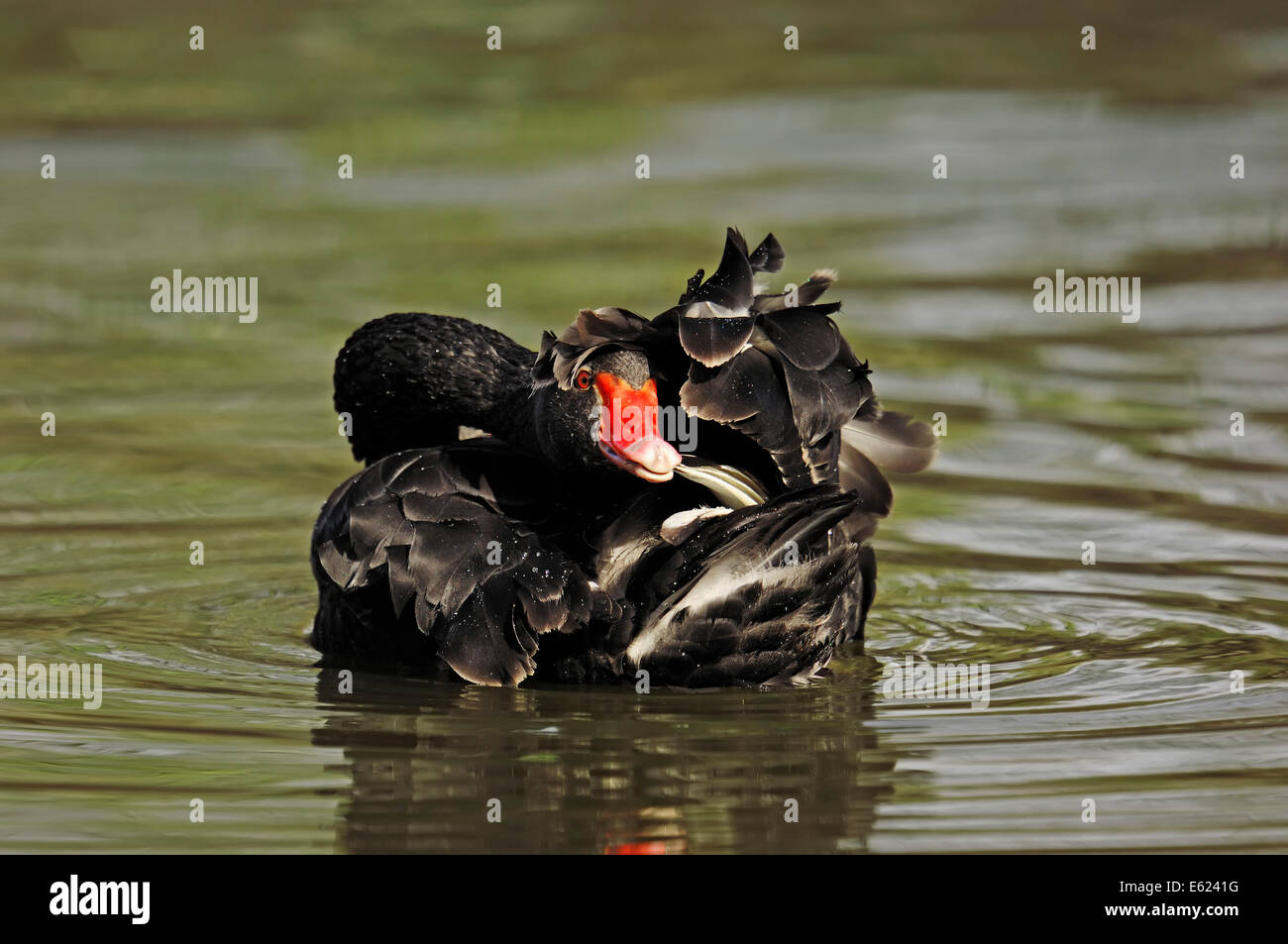Black Swan (Cygnus atratus), North Rhine-Westphalia, Germany Stock Photo