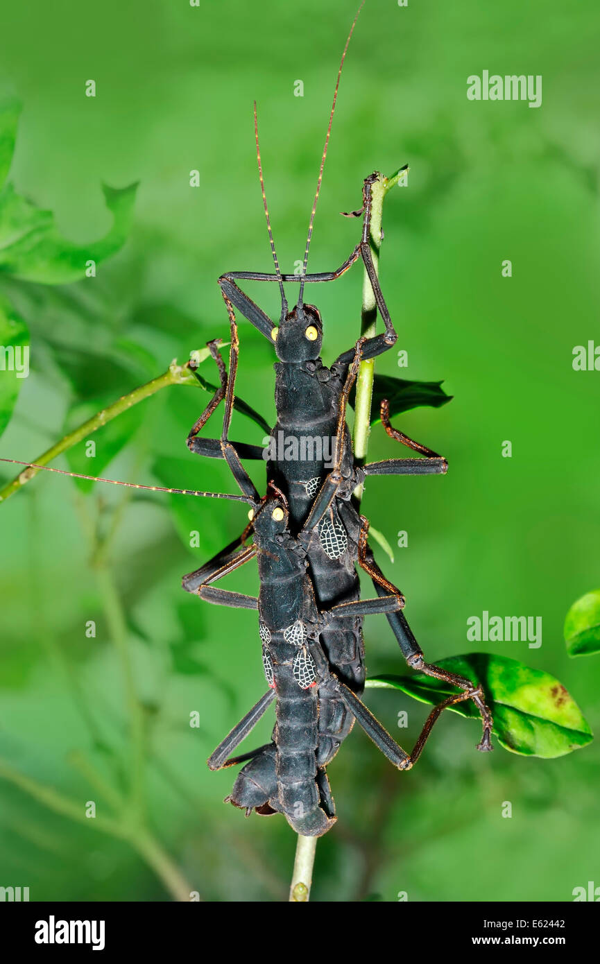 Peruvian Black Stick Insect, Peruvian Black Beauty, Black Beauty Stick Insect (Peruphasma schultei), pair mating Stock Photo