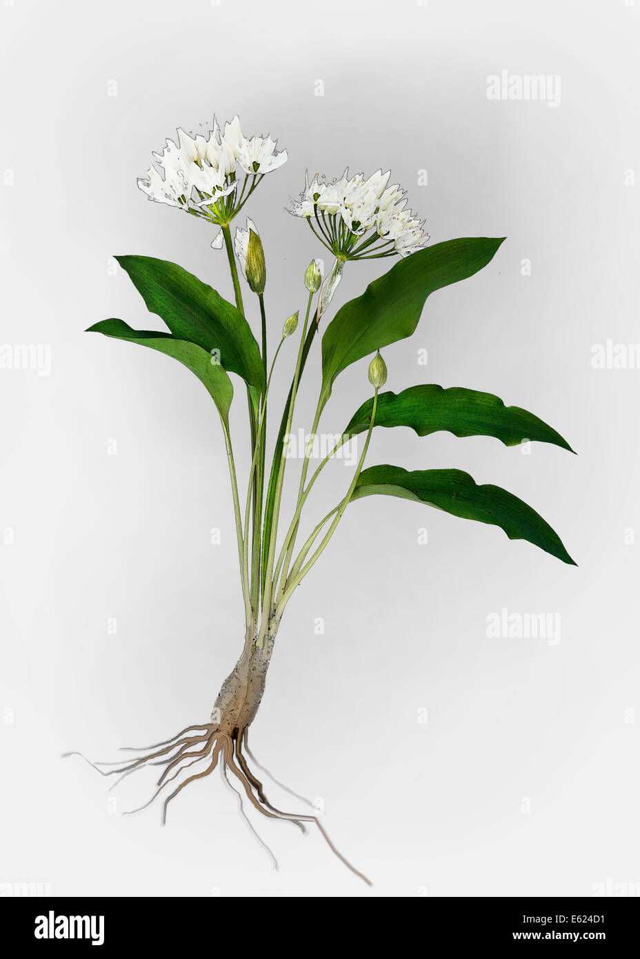 Ramsons or Wild Garlic (Allium ursinum), illustration Stock Photo