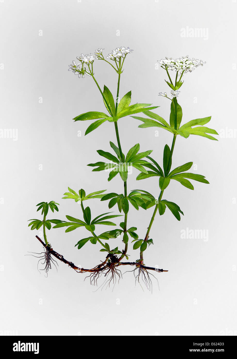 Woodruff (Galium odoratum), illustration Stock Photo