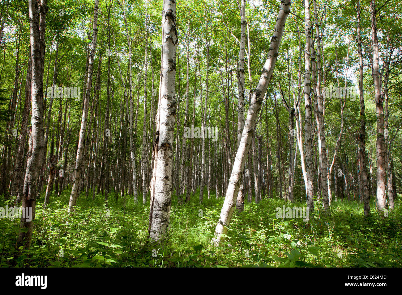 Birch forest, Alaska, United States Stock Photo