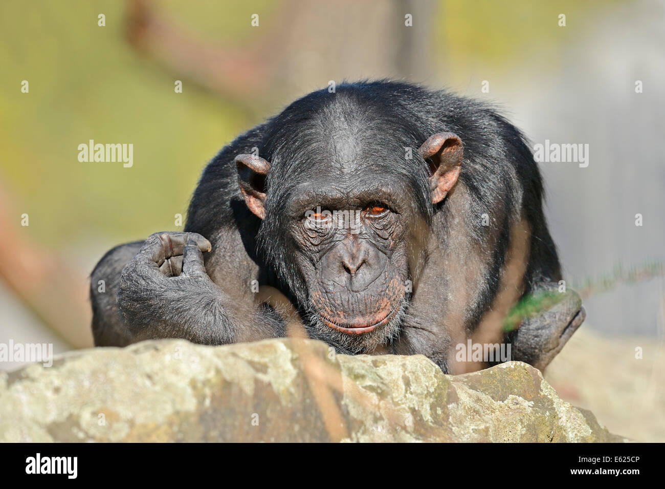 Chimpanzee or Chimpy (Pan troglodytes) Stock Photo