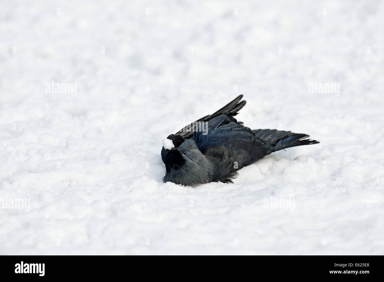 Dead Western Jackdaw in snow (Corvus monedula, Coloeus monedula), Eurasian Jackdaw, European Jackdaw Stock Photo