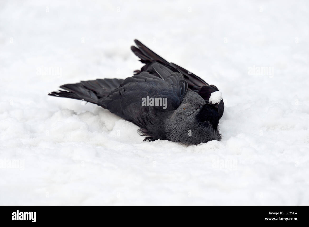 Dead Western Jackdaw in snow (Corvus monedula, Coloeus monedula), Eurasian Jackdaw, European Jackdaw Stock Photo
