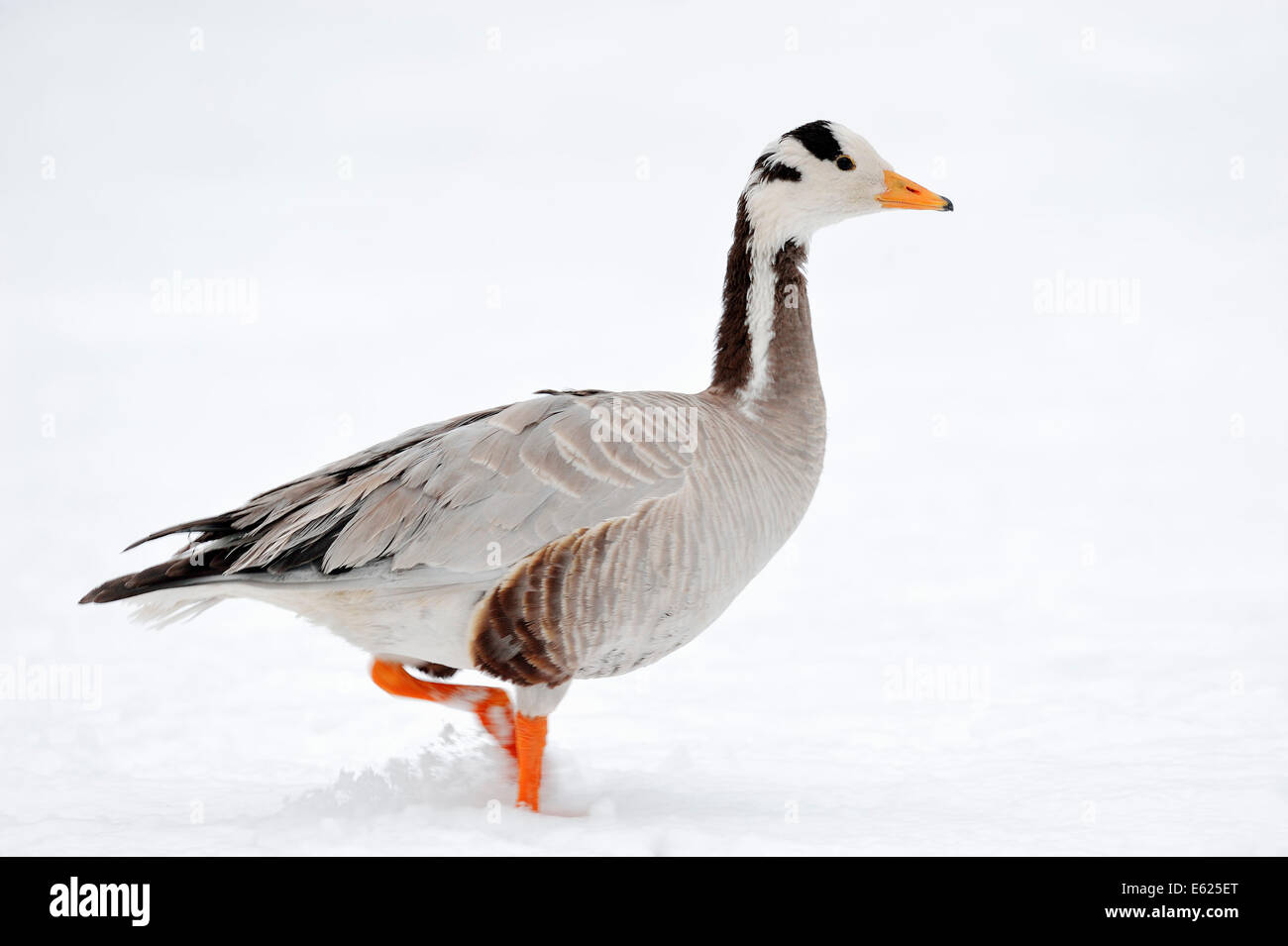 Bar-headed Goose (Anser indicus) in snow, North Rhine-Westphalia, Germany Stock Photo