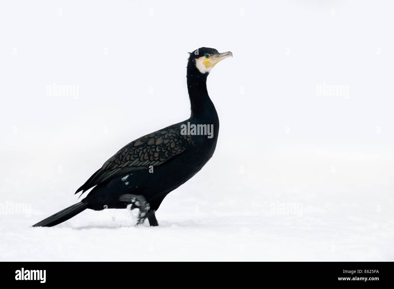 Great Cormorant or Great Black Cormorant (Phalacrocorax carbo) in winter, North Rhine-Westphalia, Germany Stock Photo