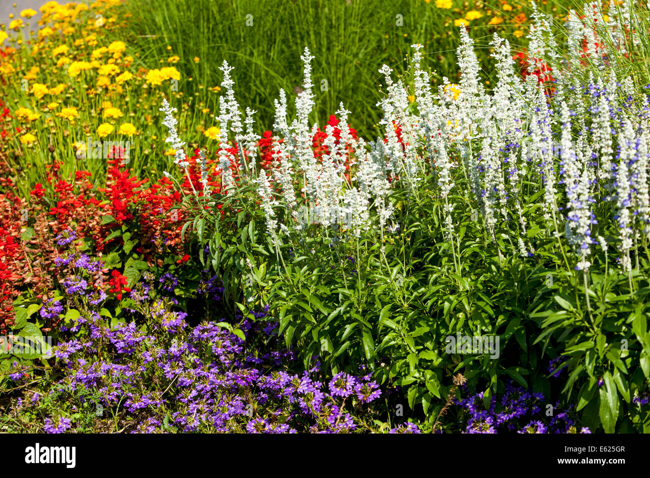 Garden flowers colorful flowerbed of annual flowers, Salvia farinacea Scaevola Stock Photo
