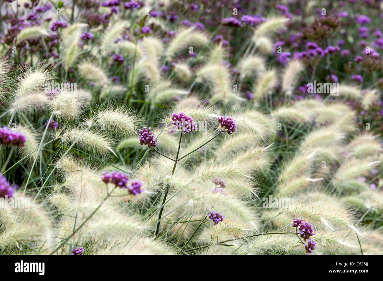 Pennisetum Verbena bonariensis mix flower bed grasses Stock Photo Alamy