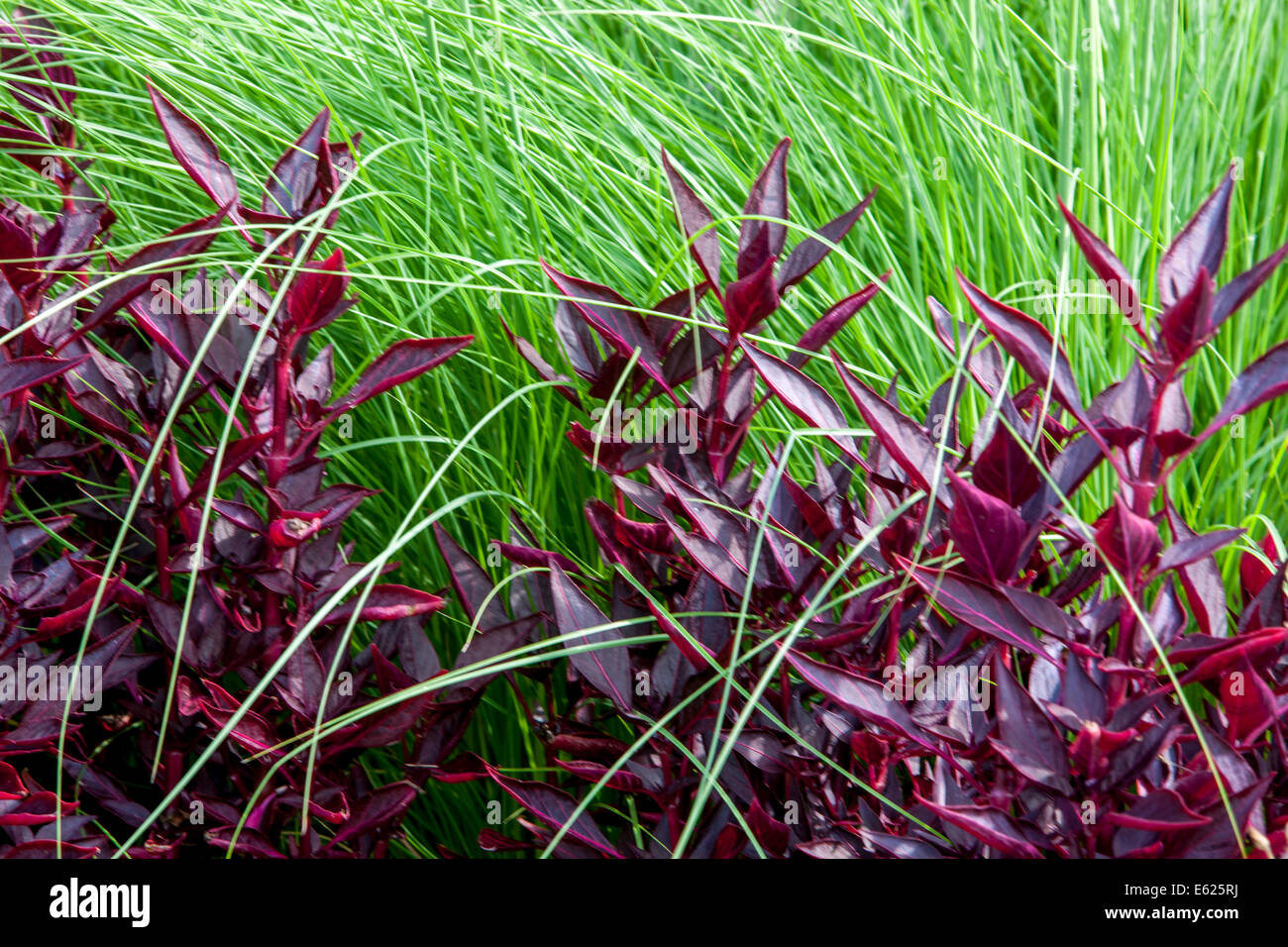 Bloodleaf, Iresine ornamental grass, contrast colors Stock Photo