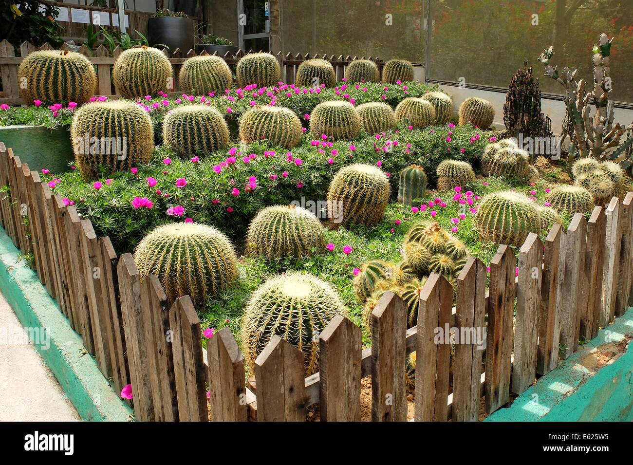 Cactus Garden In Cameron Highlands, Pahang, Malaysia Stock Photo - Alamy