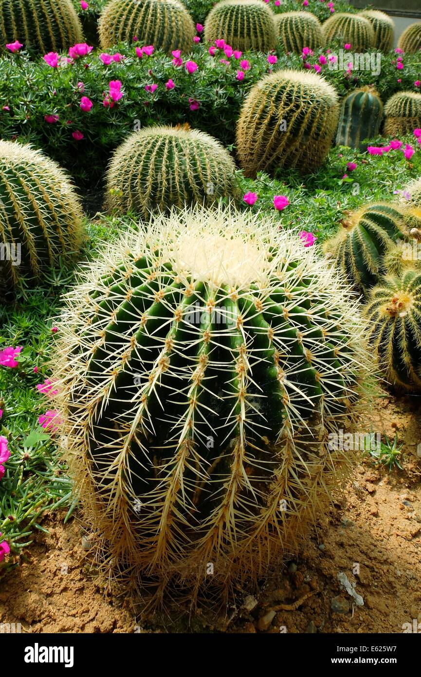 Cactus Garden In Cameron Highlands, Pahang, Malaysia Stock Photo - Alamy
