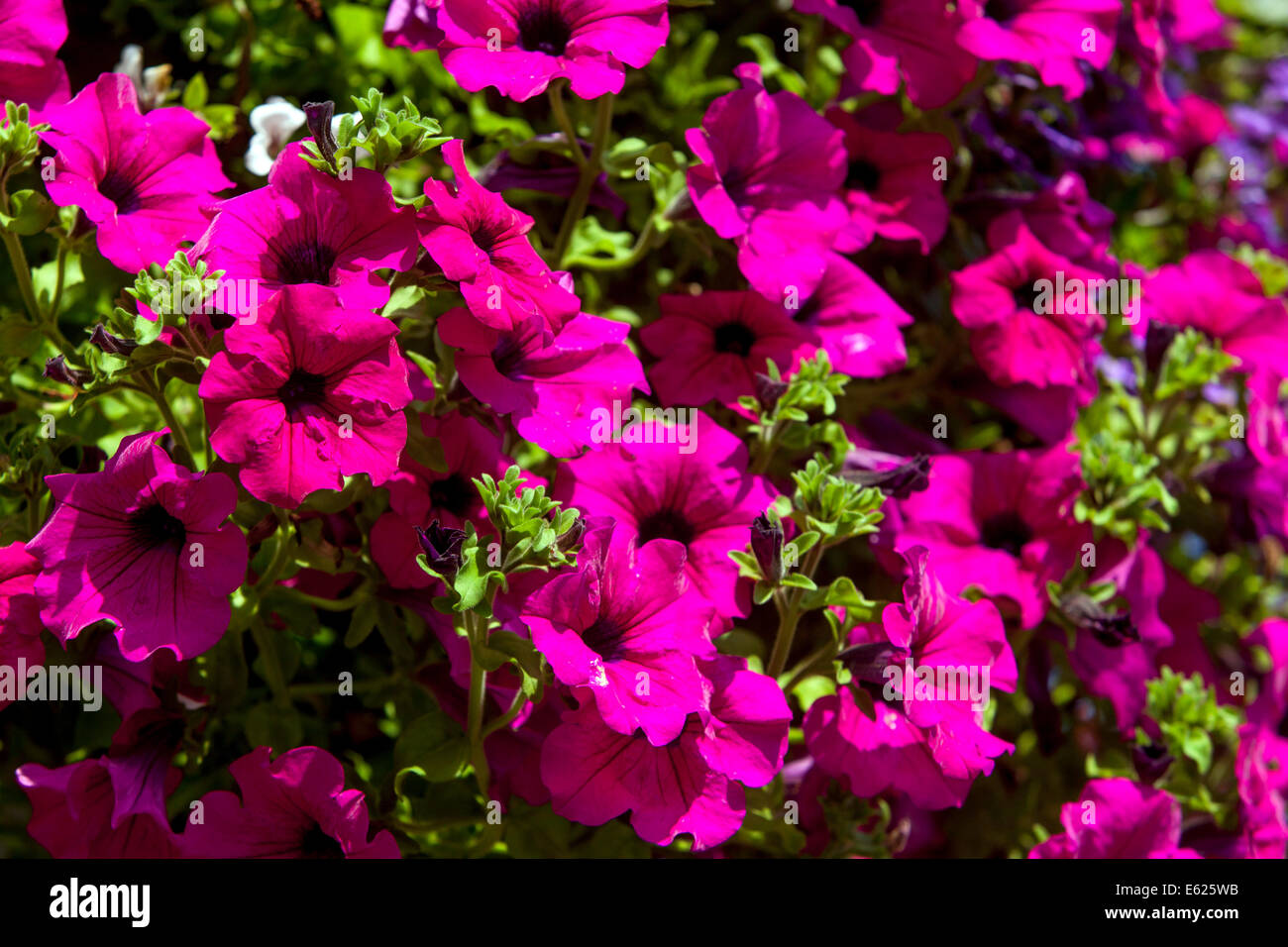 Colorful flower annual flowers Petunia Stock Photo