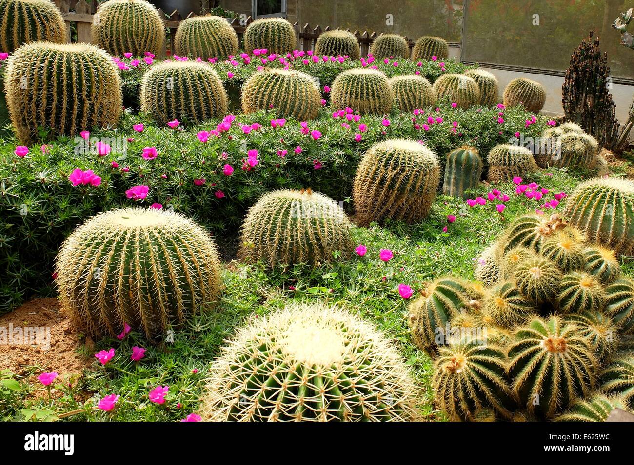 Cactus Garden In Cameron Highlands, Pahang, Malaysia Stock Photo - Alamy