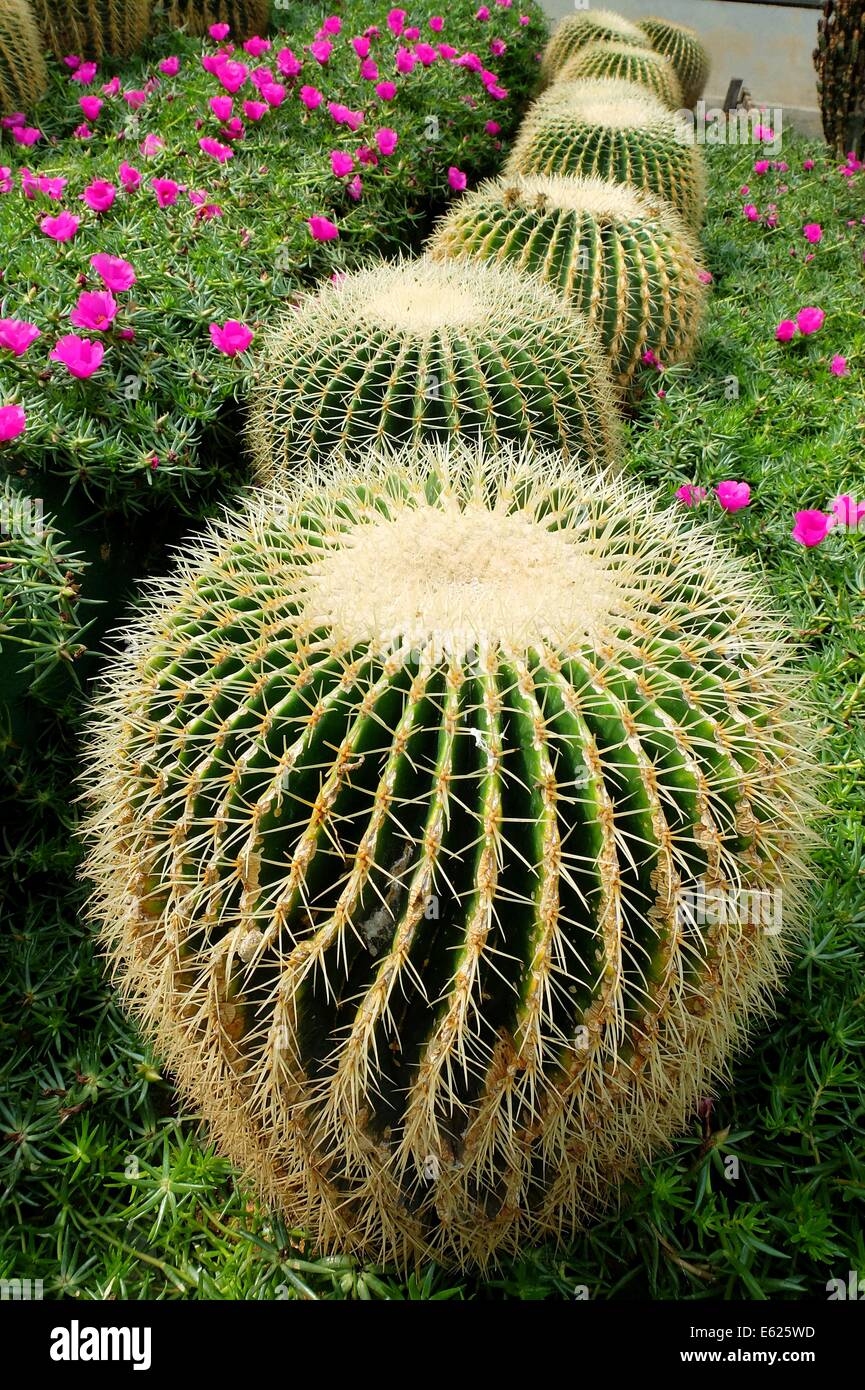 Cactus Garden In Cameron Highlands, Pahang, Malaysia Stock Photo - Alamy