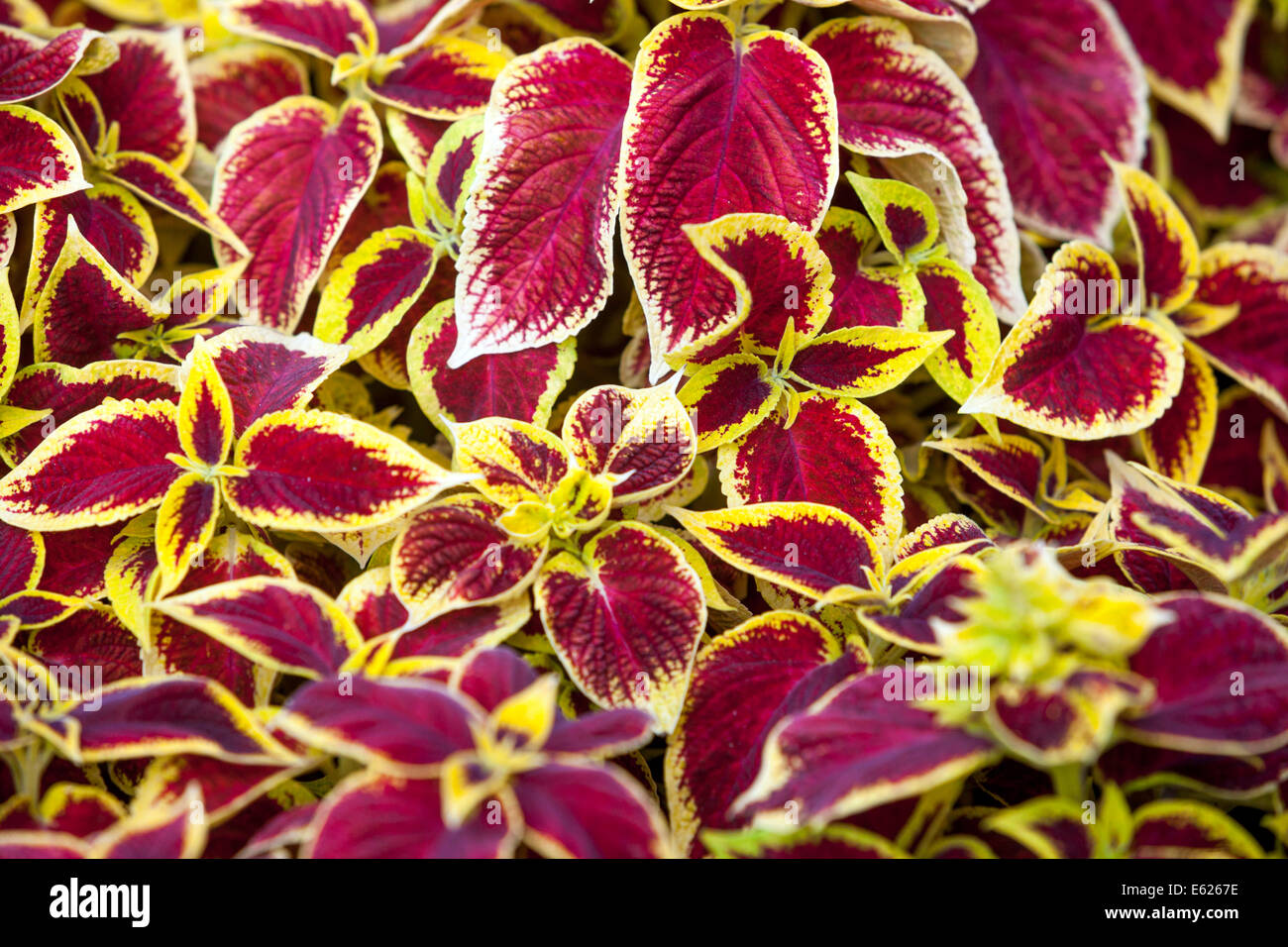 Colorful flower bed of annual flowers, Coleus 'Wizard scarlet' Stock Photo