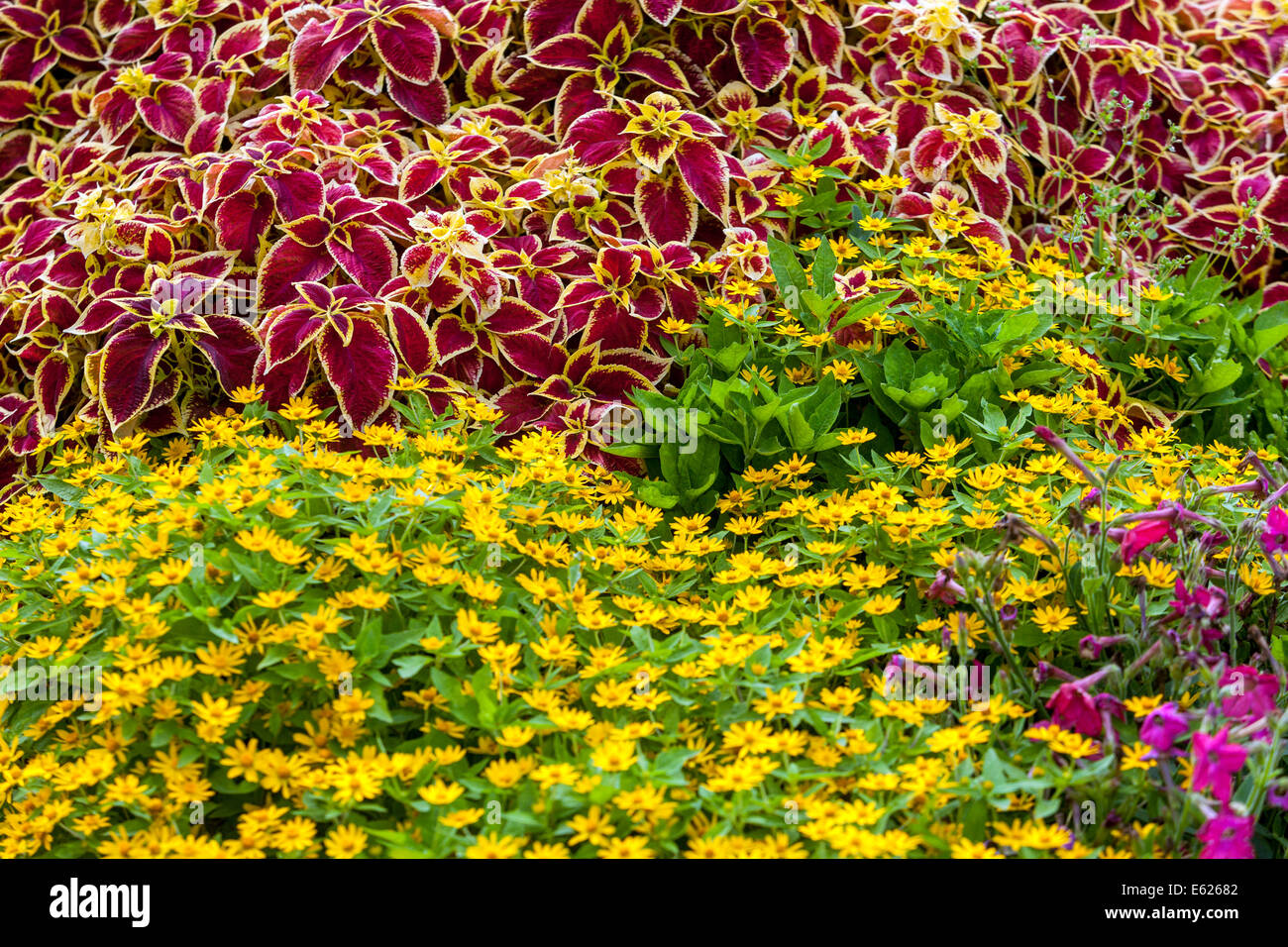 Mixed colorful flower bed of annual flowers, Coleus 'Wizard scarlet', Melampodium paludosum Butter Daisy, beautiful garden flowers bedding plants Stock Photo