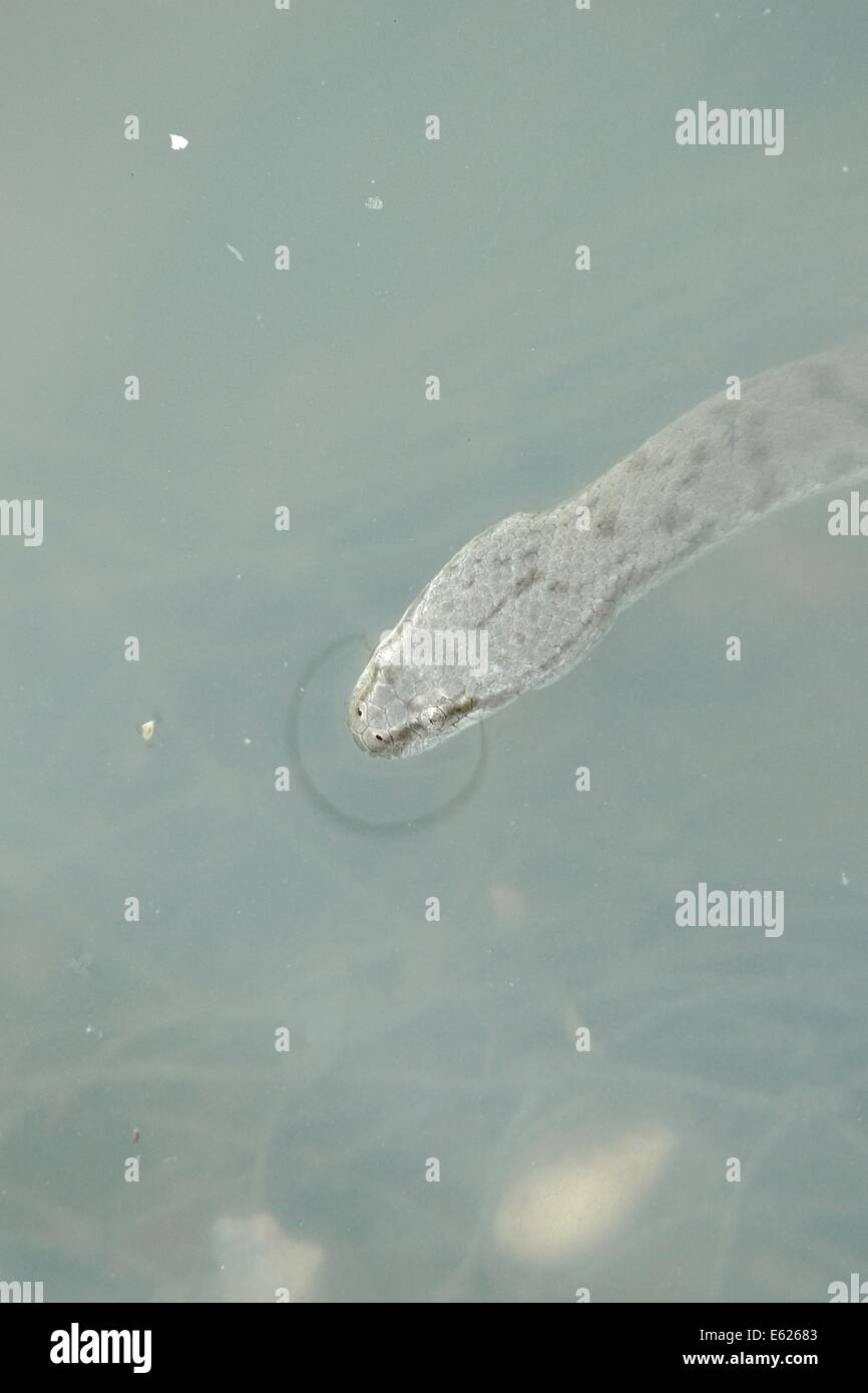 A Malaysian Sea Snake in the Sea Stock Photo