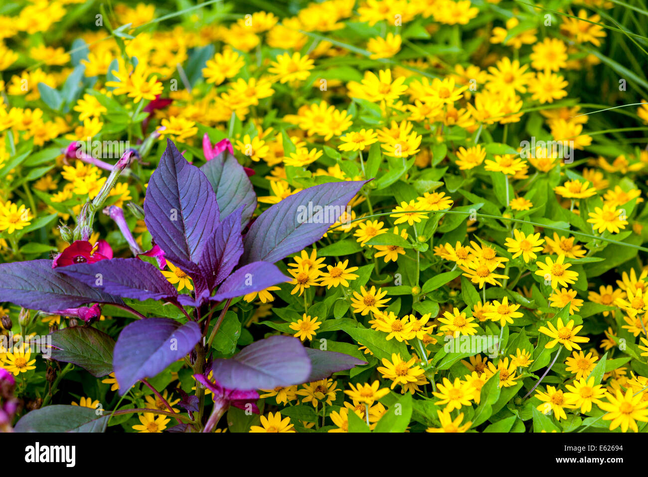 Melampodium paludosum Butter Daisy Stock Photo Alamy