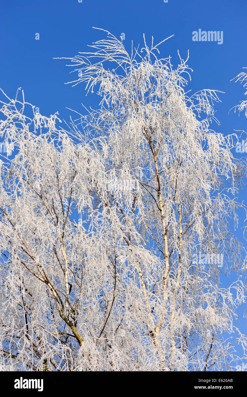 Hoarfrost covered Silver Birch (Betula pendula), North Rhine-Westphalia, Germany Stock Photo