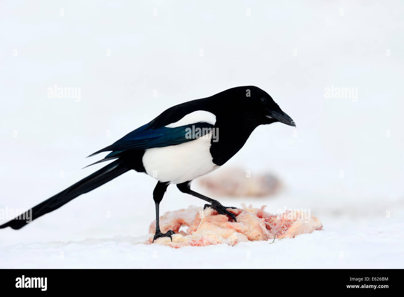 Eurasian Magpie, European Magpie, or Common Magpie (Pica pica) on carcass in winter, North Rhine-Westphalia, Germany Stock Photo
