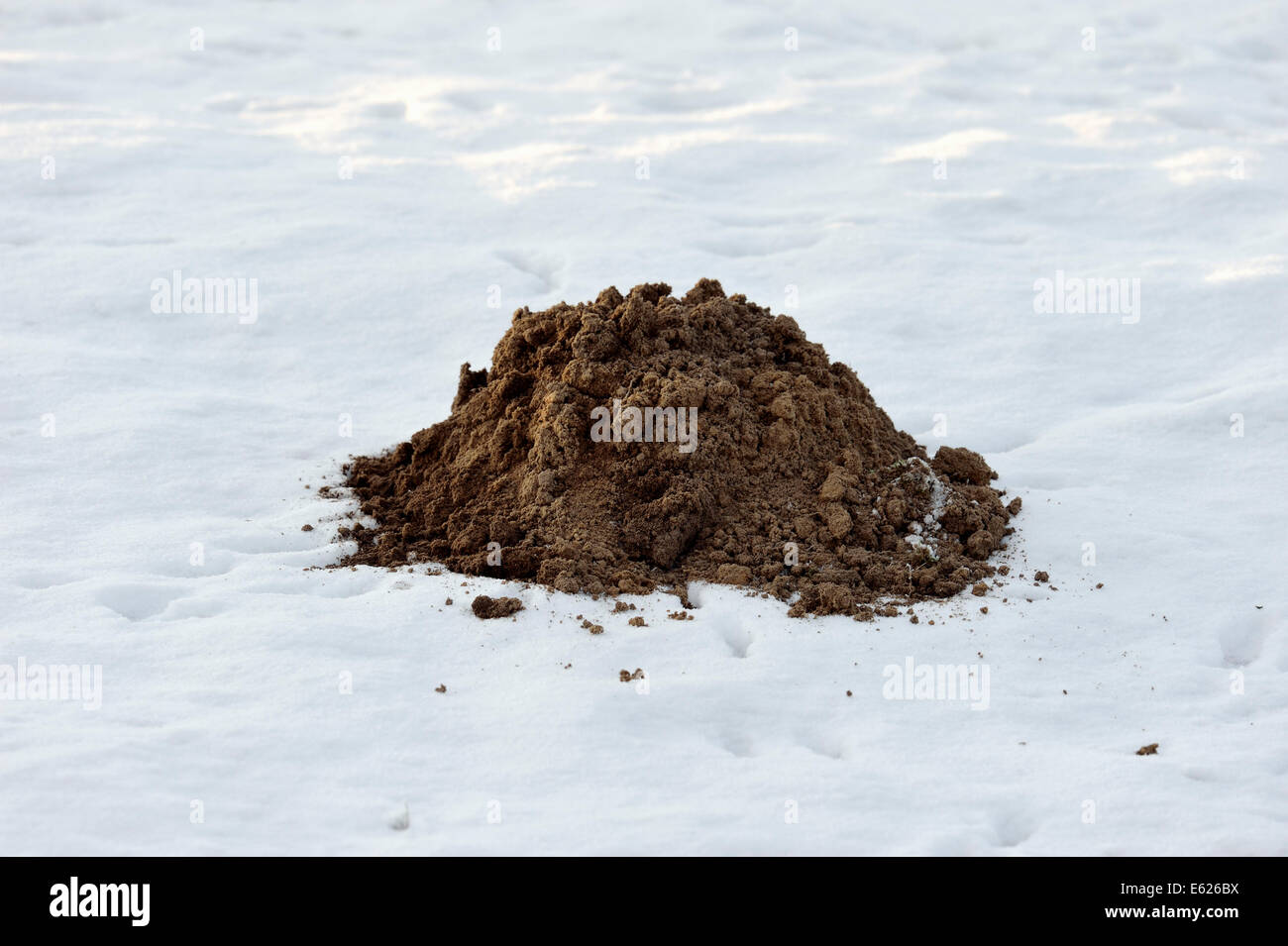 European Mole, Common Mole or Northern Mole (Talpa europaea), mole hill in winter, North Rhine-Westphalia, Germany Stock Photo