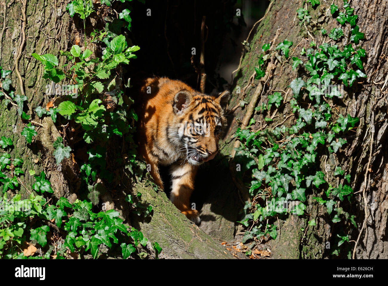 Sumatran Tiger (Panthera tigris sumatrae, Panthera sumatrae), cub Stock Photo