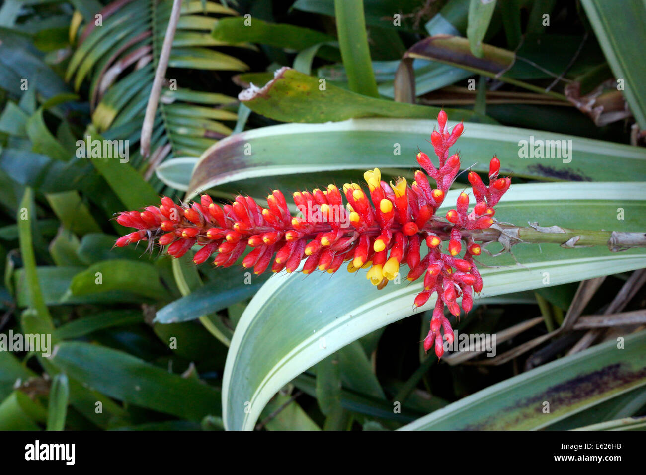 Red flower of a plant belonging to the pineapple family ( Bromeliaceae ) in the Stellenbosch University Botanical Garden . Stock Photo