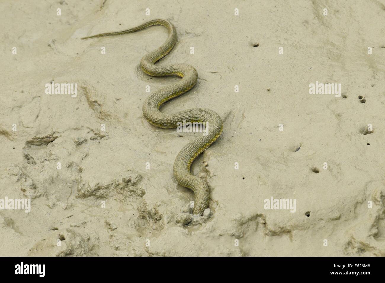 A Malaysian Sea Snake on Shore Stock Photo