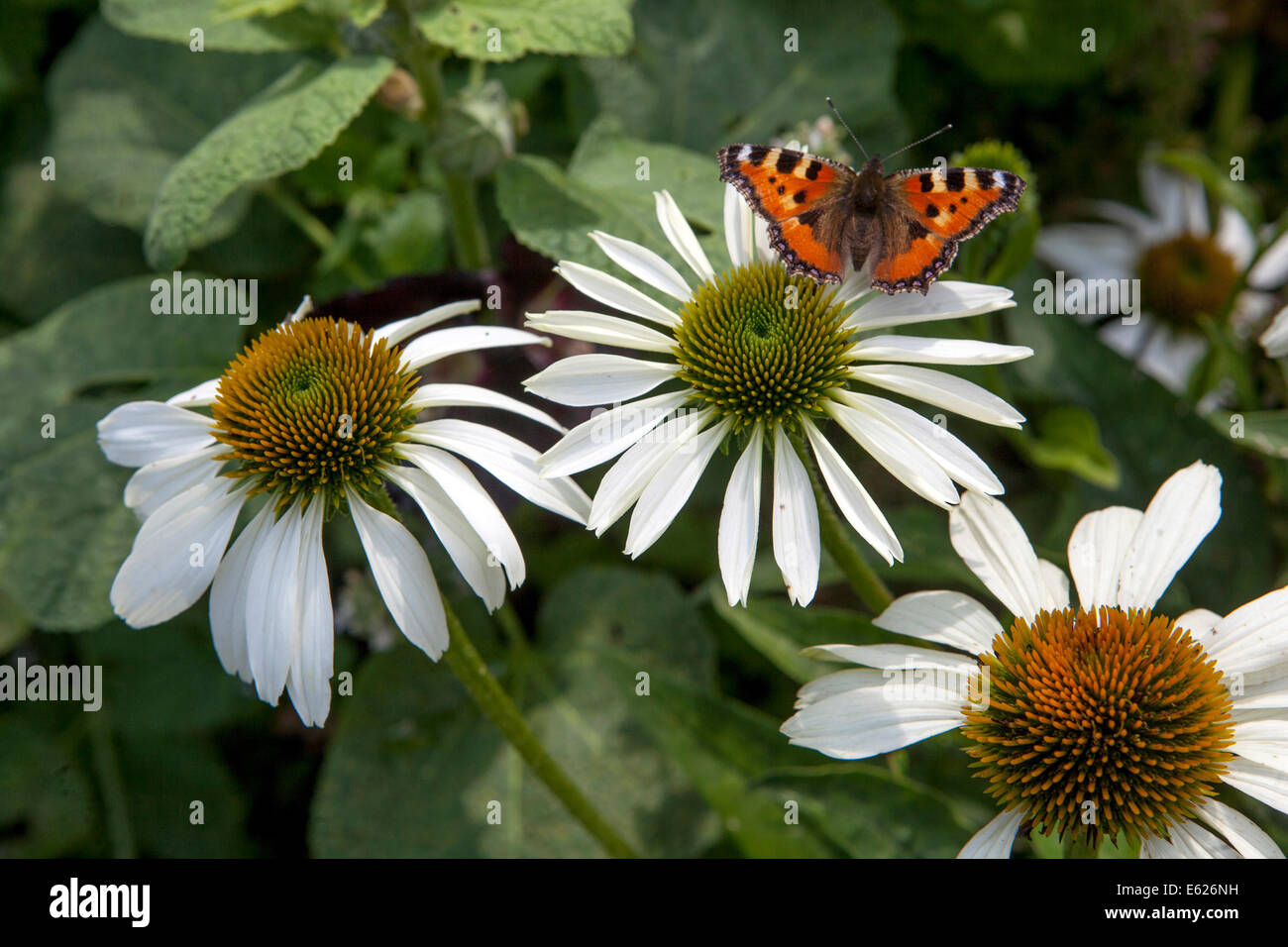 Echinacea 'White Swan' with a butterfly on a flower Echinacea purpurea 'White Swan' White Coneflower, Stock Photo