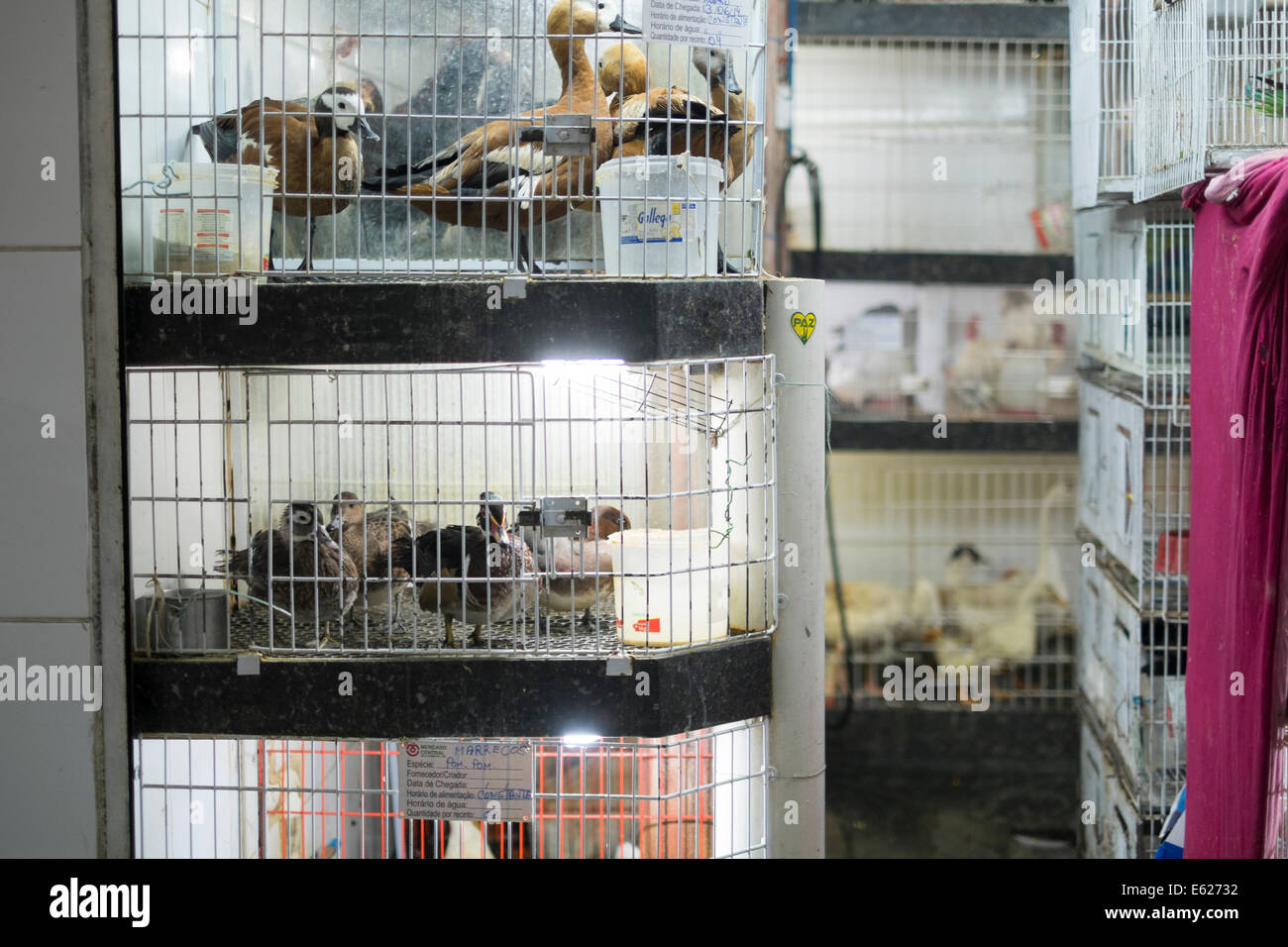 Ducks in cages for sale in street market in Brazil. Animal rights are  vastly disregarded in Brazil Stock Photo - Alamy