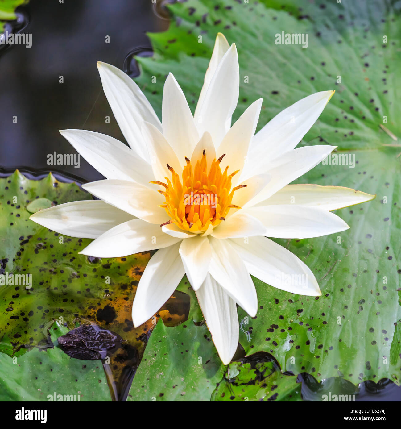 A bloom lotus flower in a pond Stock Photo