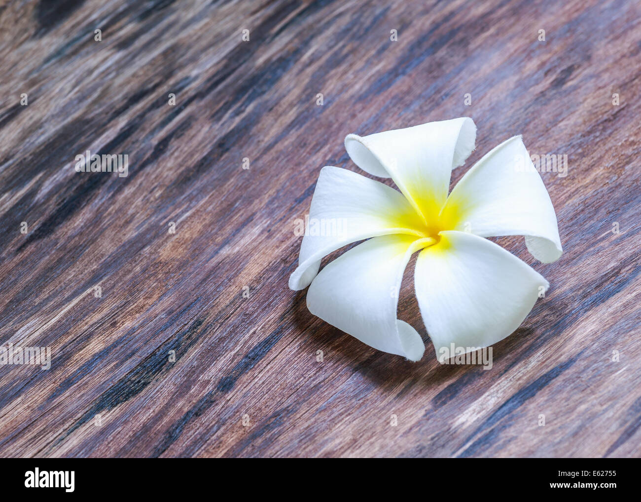 White and yellow frangipani flower on wooden floor Stock Photo