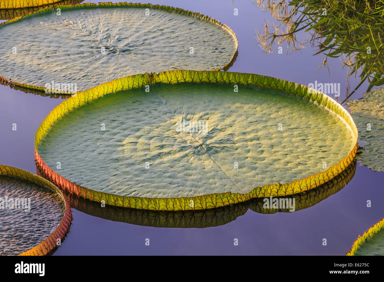 Big and round victoria lotus or water lily in the reflection pond Stock Photo