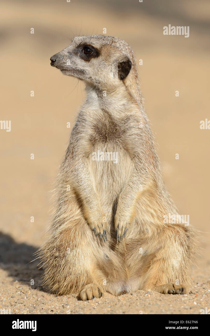 Meerkat or Suricate (Suricata suricatta) Stock Photo