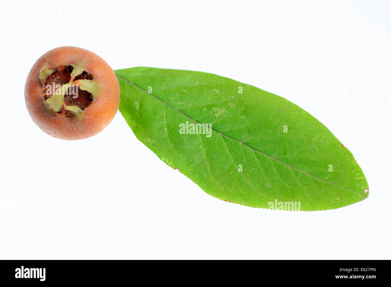 Medlar (Mespilus germanica), fruit and leaf Stock Photo