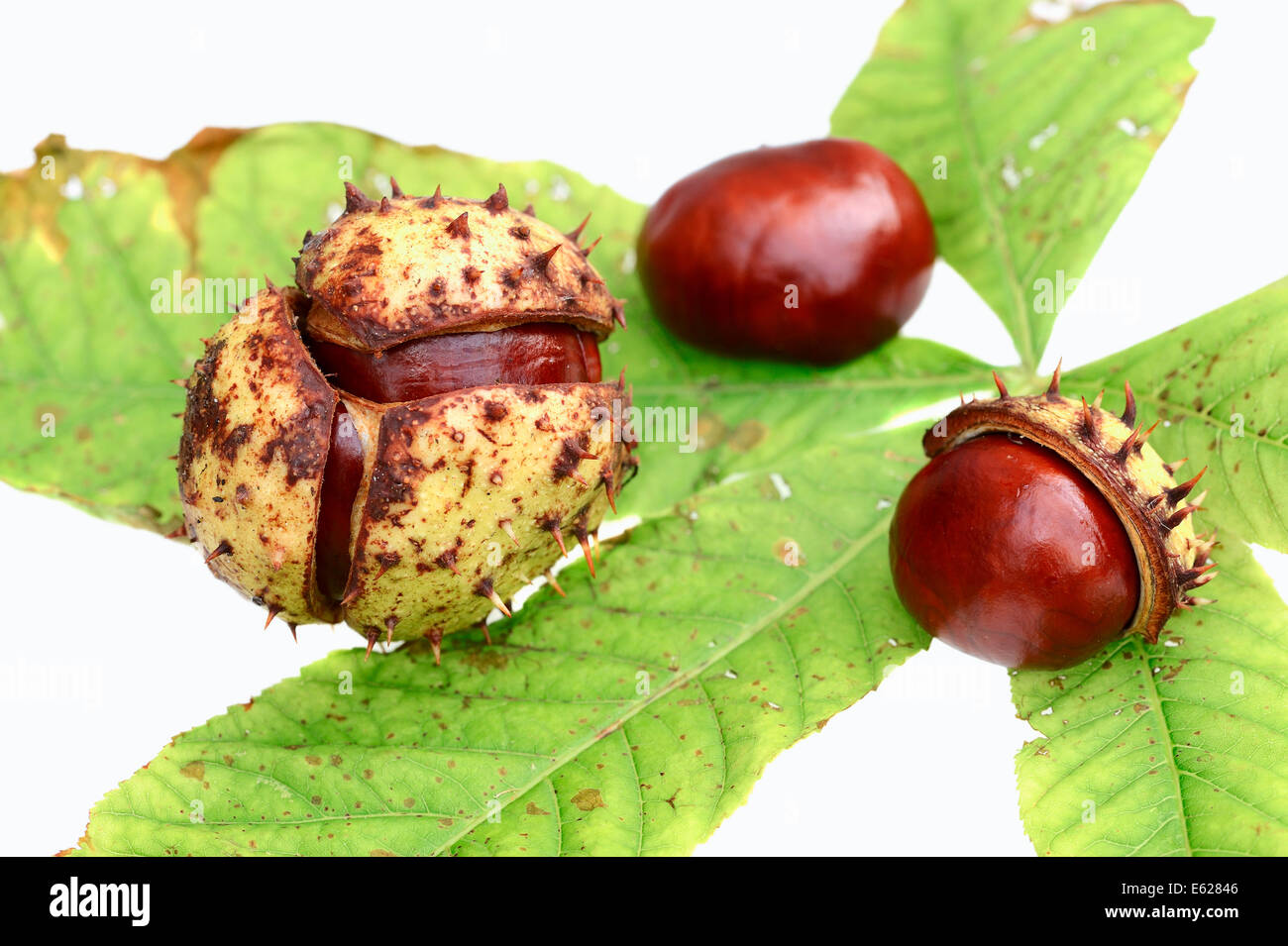 Horse Chestnut or Conker Tree (Aesculus hippocastanum), fruits Stock