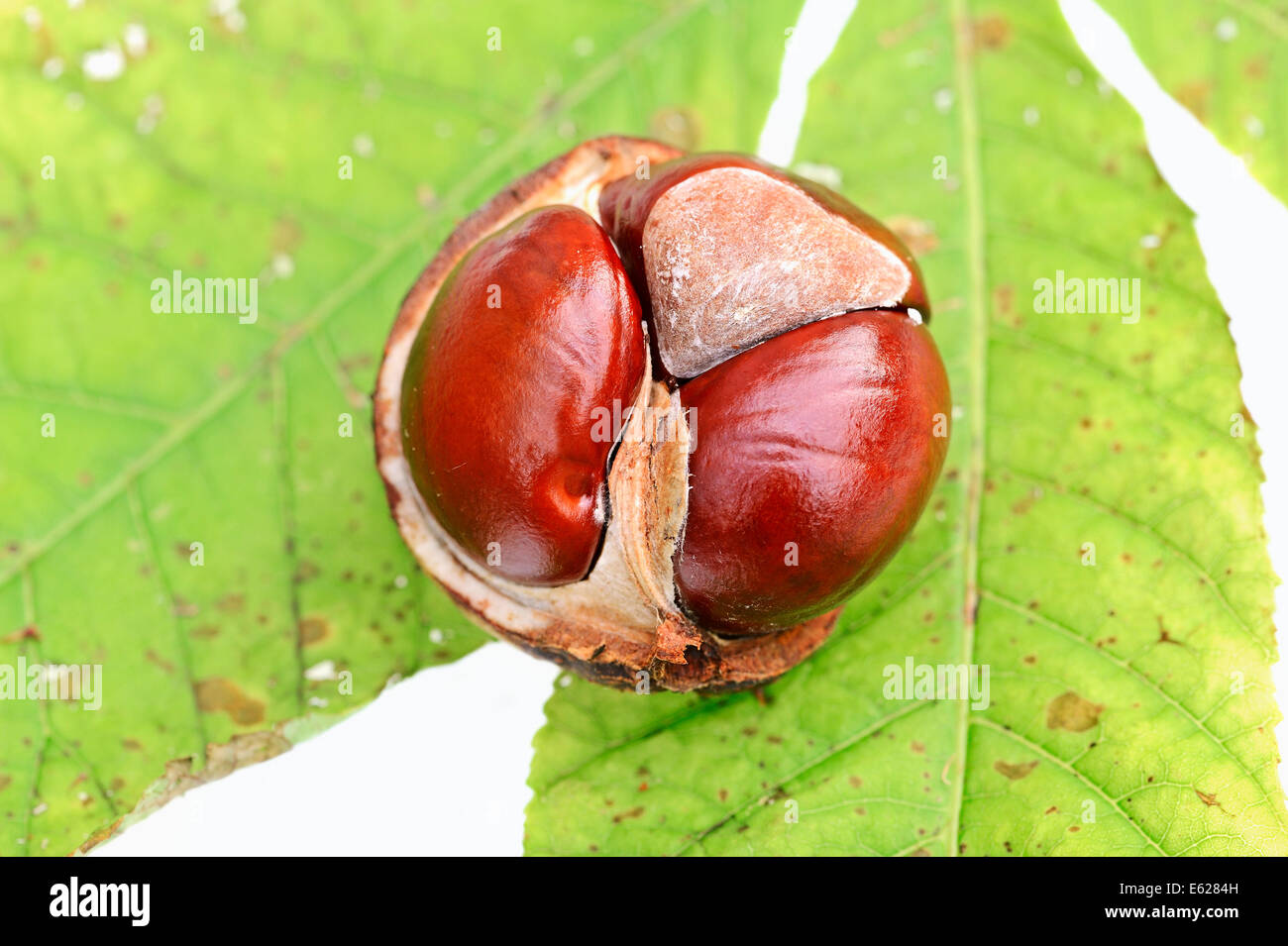 Horse Chestnut or Conker Tree (Aesculus hippocastanum), fruits Stock Photo