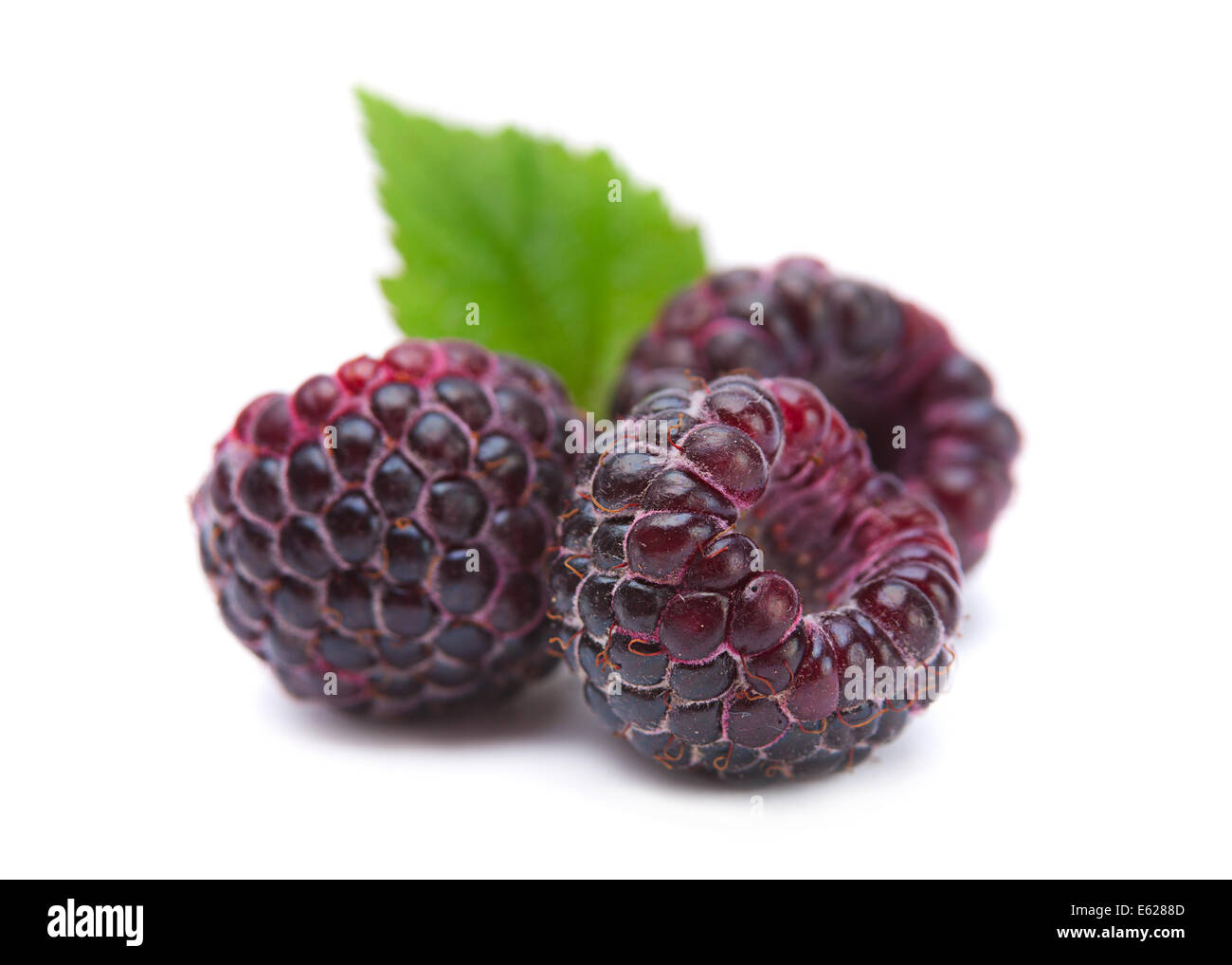 Black raspberry Cumberland isolated on white background Stock Photo - Alamy
