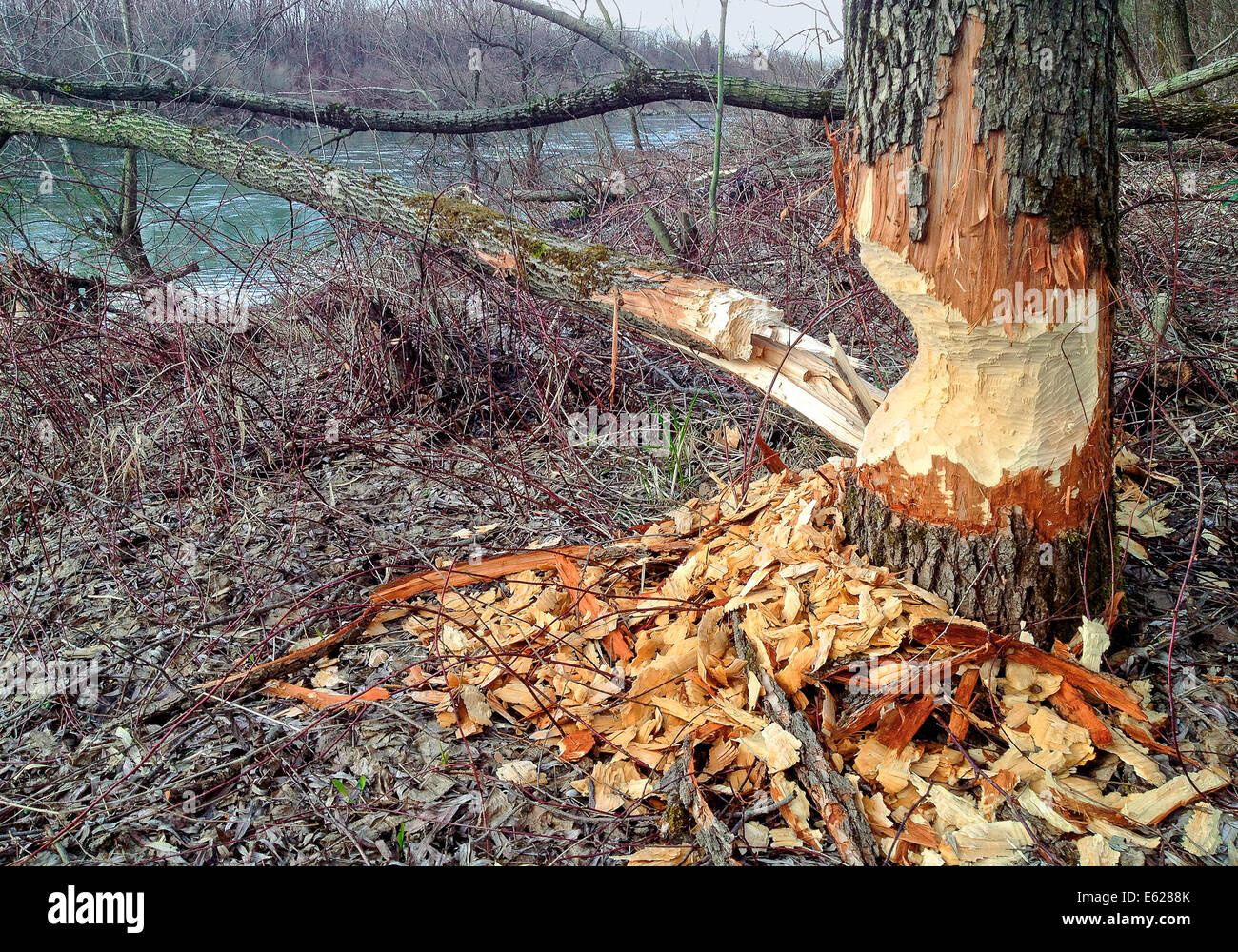 Thick tree trunk at the riverside, which was gnawed by a beaver. Stock Photo