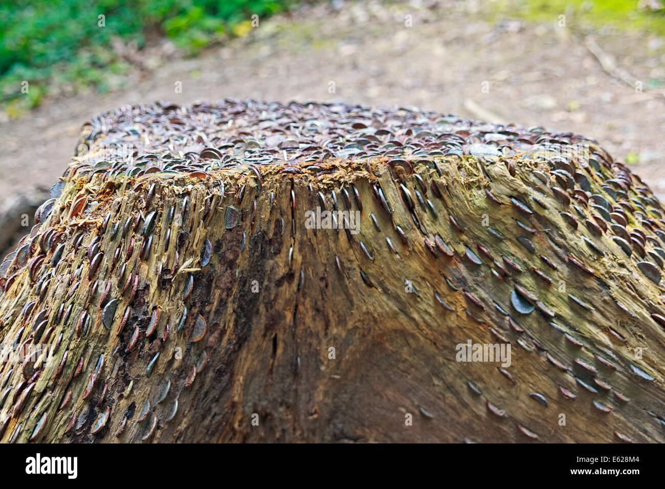 Coins hammered into Tree Stump at Portmeirion Village Stock Photo Alamy