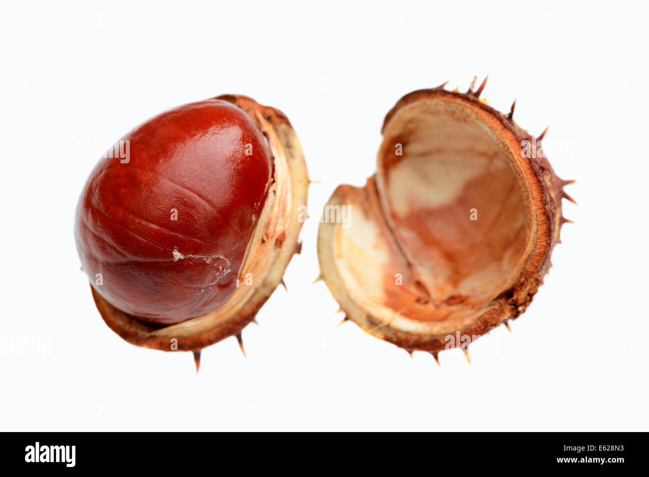 Chestnut tree fruit hi-res stock photography and images - Alamy